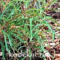 Frangula ainus Asplenifolia