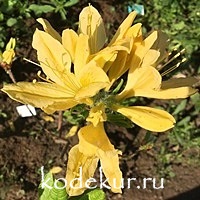Rhododendron luteum