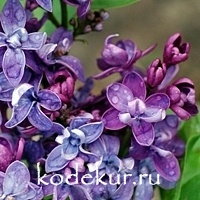 Syringa vulgaris Violetta