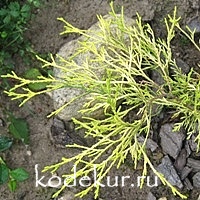 Chamaecyparis pisifera filifera Aurea nana