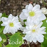 Anemonella  thalictroides   Kikuzaki White