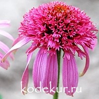 Echinacea purpurea Cotton Candy