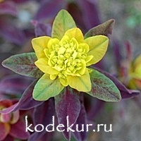 Euphorbia polychrome    Bonfire
