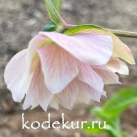 Helleborus orientalis Double Ellen Pink