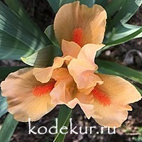Iris pumila Cherokee Daybreak