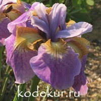 Iris sibirica Rikugi Sakura