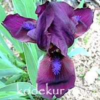 Iris pumila Chery Garden