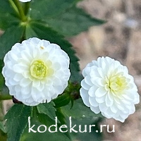 Ranunculus  acris  Flore Pleno