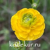 Ranunculus  acris  Gold Rose