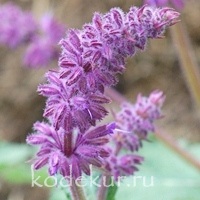Salvia verticulata Purple Rain