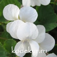 Viola  sororia f.  albiflora