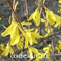 Forsythia  ovata