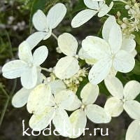 Hydrangea paniculata Star Rose