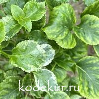 Hydrangea anomala  Miranda