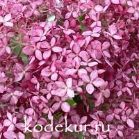 Hydrangea arborescens Candybelle Sorbet