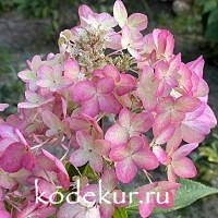 Hydrangea Metalica