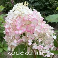 Hydrangea Pinky Winky