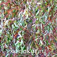 Salix matsudana f. tortuosa