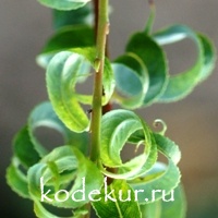 Salix babilonica crispa