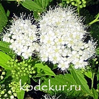Spiraea japonica Albiflora