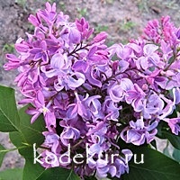 Syringa hyacinthiflora Buffon