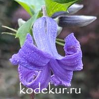 Clematis  heracleifolia  China Purple 