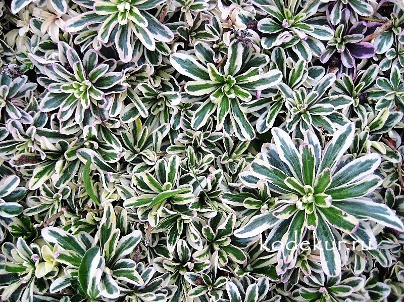 Variegated Alpine Rock Cress (Arabis ferdinandi-coburgi 'Variegata