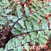 Adiantum  pedatum  Compactum