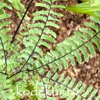 Adiantum  pedatum