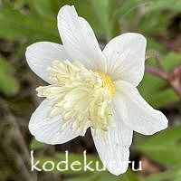 Anemona nemorosa Vestal