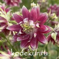 Aquilegia McCana Nora Barlow