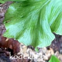 Asplenium scolopendrium Furcatum