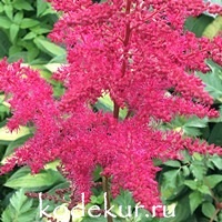 Astilbe hybrid Mighty  Red Quin