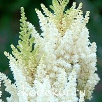 Astilbe hybrid Rock and Roll