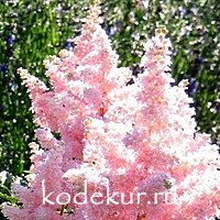Astilbe arendsii Sister Thereza