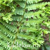 Athyrium hybridum Oceans Fury