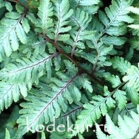 Athyrium niponicum Silver Falls