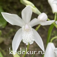 Bletilla striata Alba