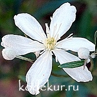 Clematis hexapetala