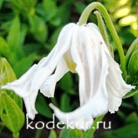 Clematis integrifolia Alba