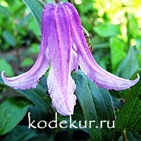 Clematis integrifolia Rosea