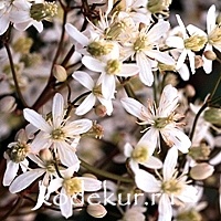 Clematis recta Atropurpurea