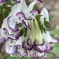 Corydalis solida Advocet