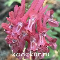 Хохлатка плотная Ассоль