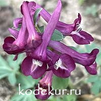 Хохлатка плотная  Бояр