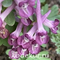 Corydalis x hybrida Drops of Claret  