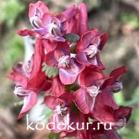  Corydalis solida Fire Jet