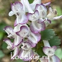 Corydalis solida Frodo