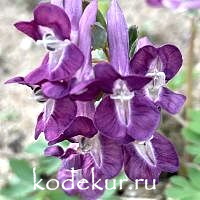 Хохлатка плотная  Гвардеец