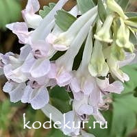 Corydalis solida Juna